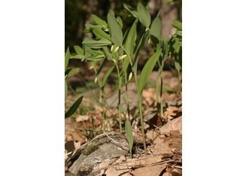 Duft-Weißwurz (Polygonatum odoratum) - © Emanuel Trummer